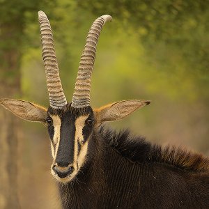 Pferdeantilope Kruger National Park